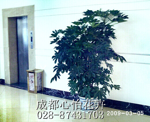 成都花卉租擺品種