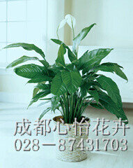 成都盆栽植物租賃品種