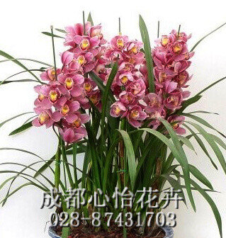 成都辦公室租盆景品種