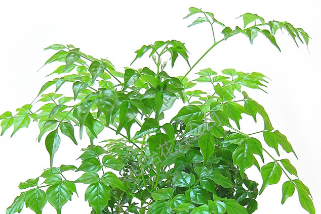 植物租擺-幸福樹