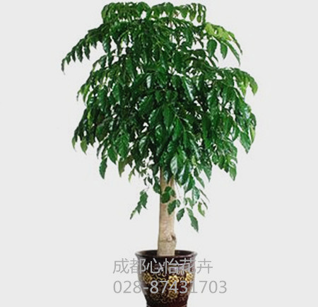 成都綠植出租品種