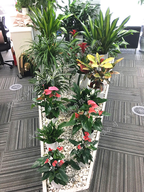 定制植物花卉租賃組景